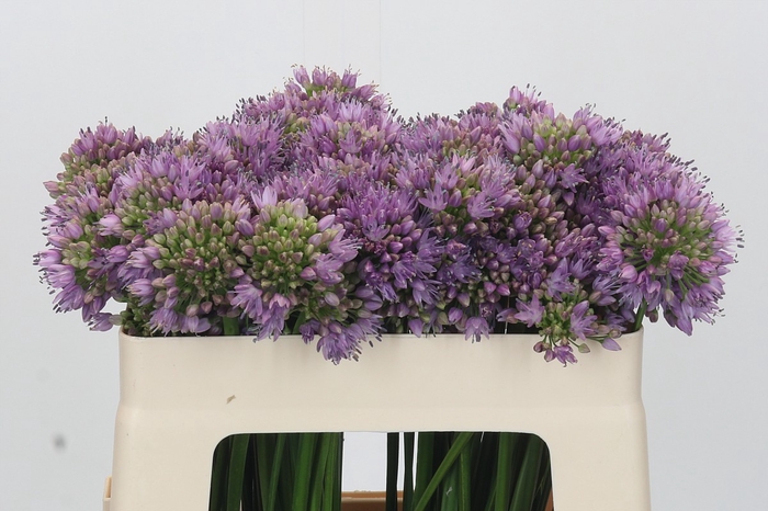 Allium Senescens