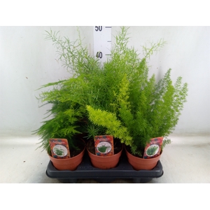 Asparagus dens. 'Cwebe'