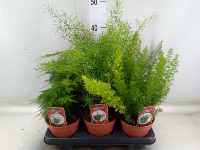 <h4>Asparagus dens. 'Cwebe'</h4>