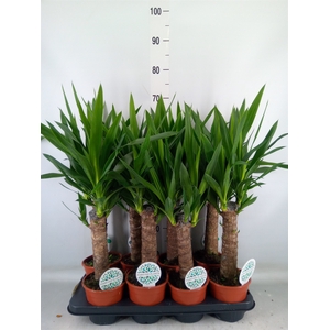 Yucca   ...