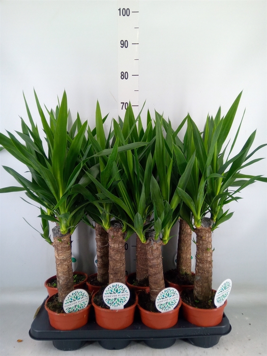 <h4>Yucca   ...</h4>