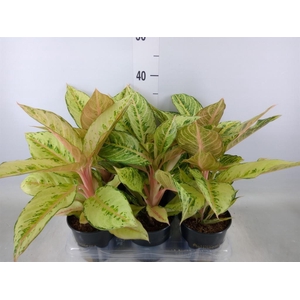 Aglaonema   ...