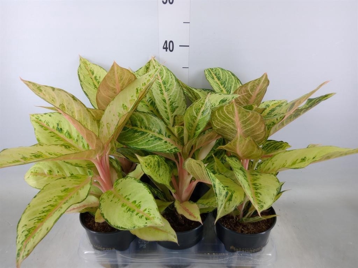 <h4>Aglaonema   ...</h4>