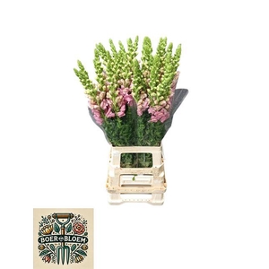 Antir Poto Earl Pink