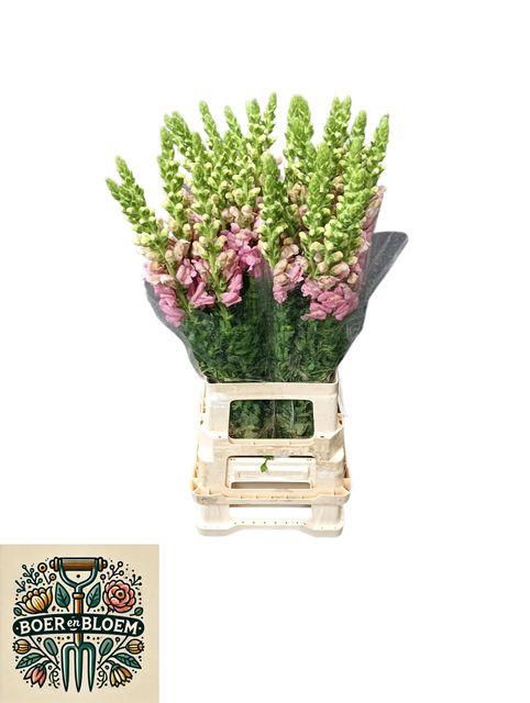 <h4>Antir Poto Earl Pink</h4>