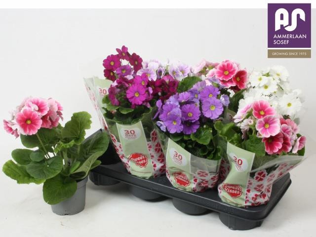 <h4>PRIM OB TM GEM</h4>