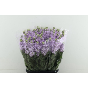 Matth Iron Lavender