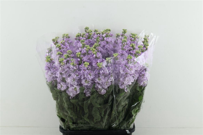 <h4>Matth Iron Lavender</h4>