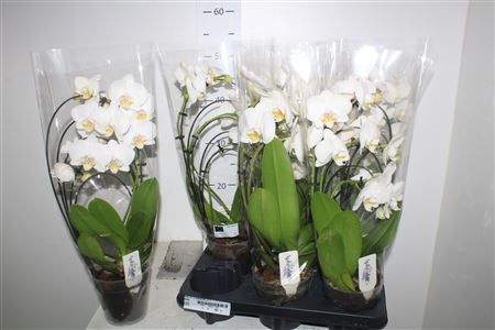 <h4>Phal Rainbow 3 Branches 21+</h4>