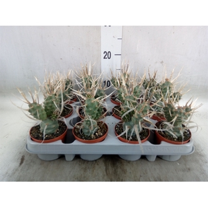 Tephrocactus articulatus