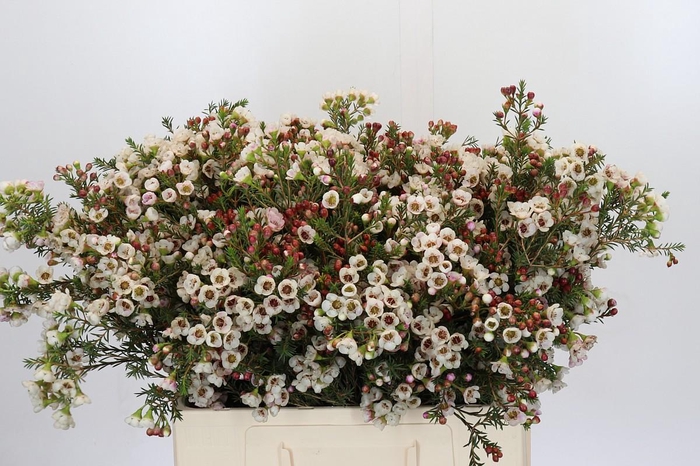 <h4>Chamelaucium Ella</h4>