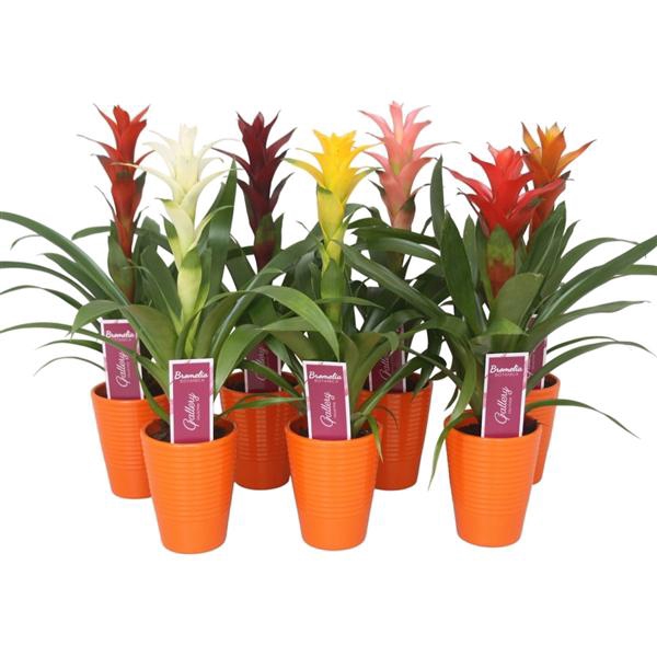<h4>Guzmania gemengd in oranje ribbel keramiek</h4>