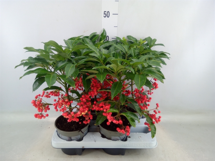 <h4>Ardisia crenata</h4>