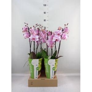 Phalaenopsis  'FC Magic Art'