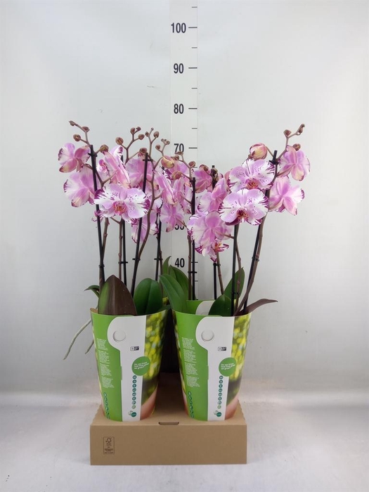 <h4>Phalaenopsis 'FC Magic Art'</h4>