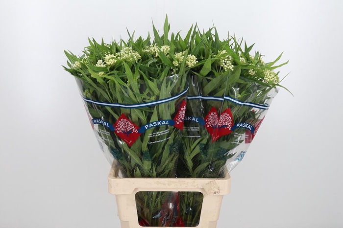 <h4>Ascl Inc Ice Ballet</h4>