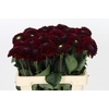 Dahlia Black Fox