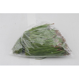 Pinus Needles In Bag 500gram