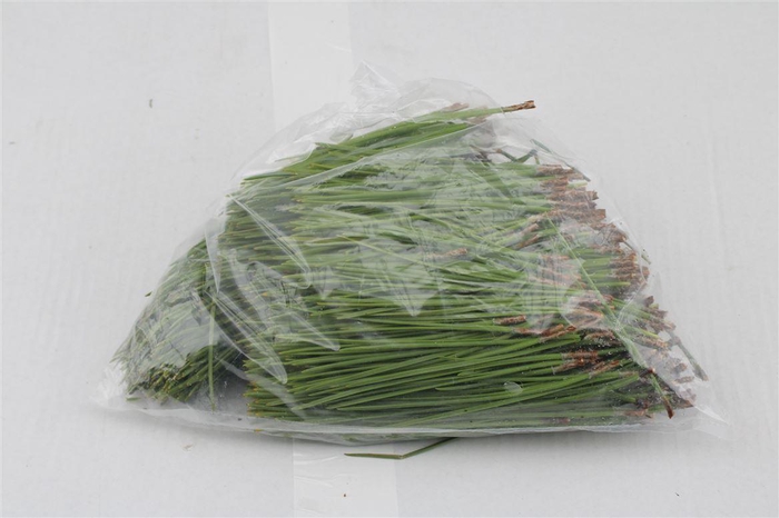 <h4>Pinus Needles In Bag 500gram</h4>
