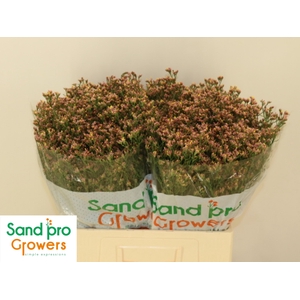 LIM SIN SEN NECTARIN