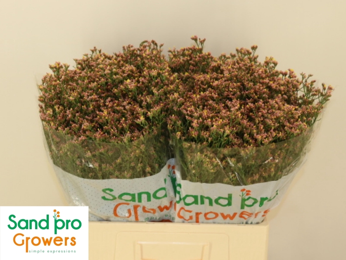 <h4>LIM SIN SEN NECTARIN</h4>