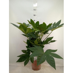 Fatsia japonica   ...