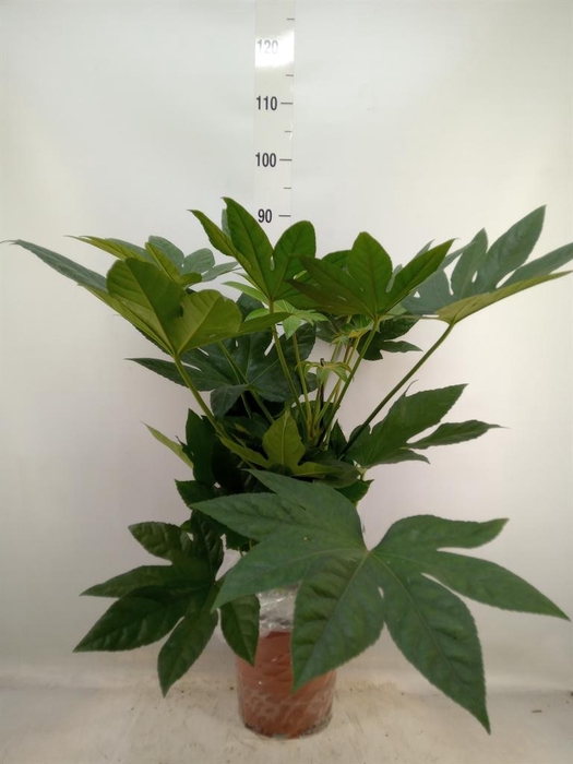 <h4>Fatsia japonica   ...</h4>