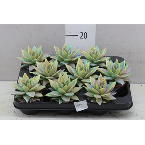 Echeveria Multi Glitter Mix