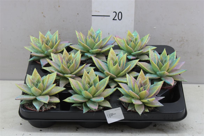 Echeveria Multi Glitter Mix