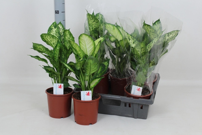 <h4>DIEFF OV GEM</h4>