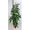Ficus binn. 'Amstel King'