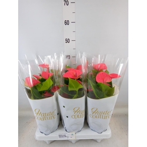 Anthurium andr. 'Sweet Dream'