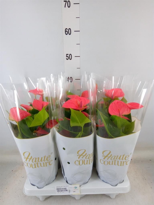 <h4>Anthurium andr. 'Sweet Dream'</h4>