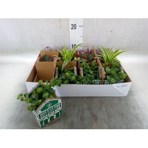Planten  ..in schaal L%