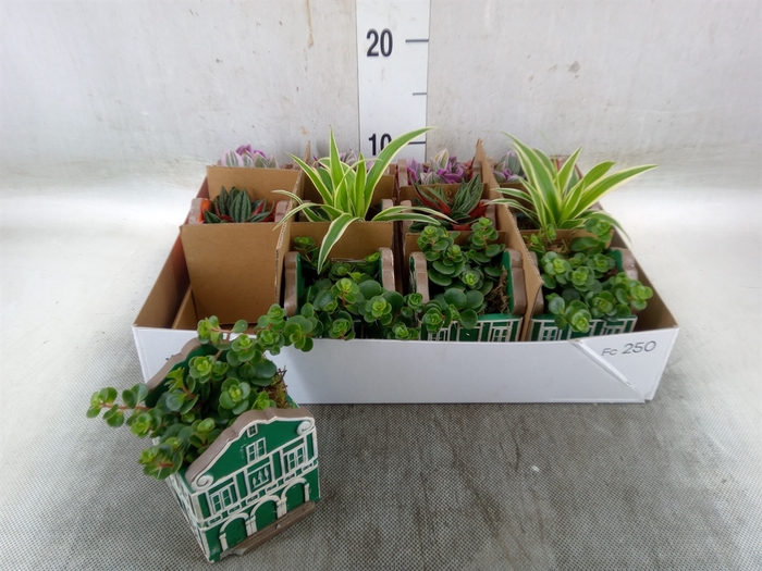 <h4>Planten  ..in schaal L%</h4>