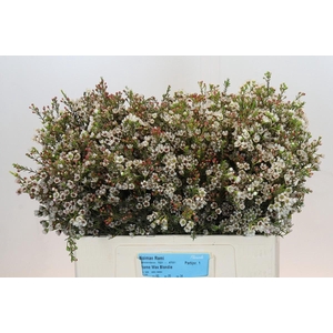 Chamelaucium Blondie