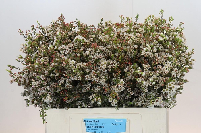 <h4>Chamelaucium Blondie</h4>