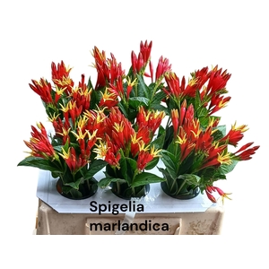 SNIJBLOEMEN OV