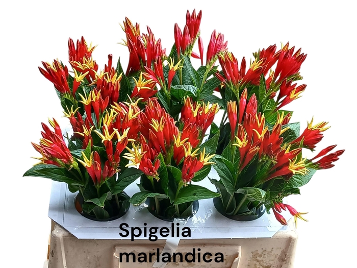 <h4>SNIJBLOEMEN OV</h4>