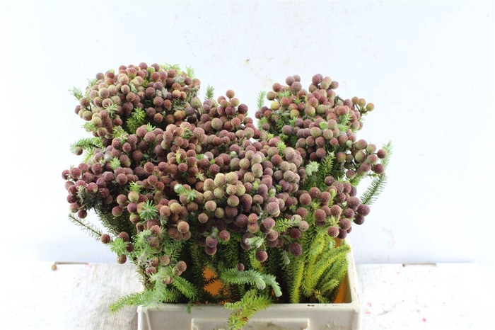 <h4>Kaaps Berz Palacea</h4>