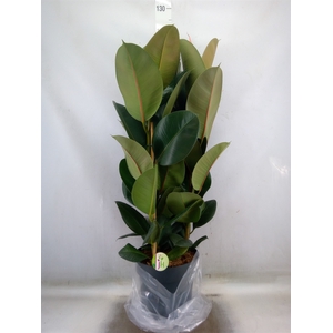 Ficus elastica 'Robusta'