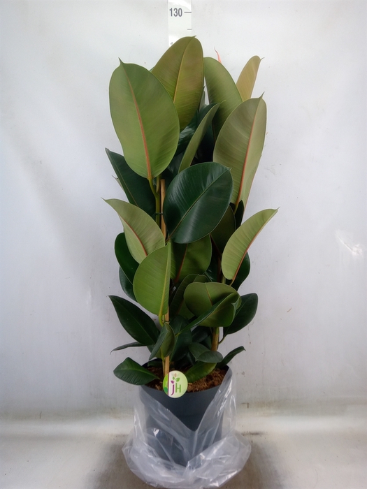 <h4>Ficus elastica 'Robusta'</h4>