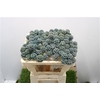 Scabiosa Stellata L. Blauw Klb