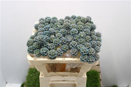 <h4>Scabiosa Stellata L. Blauw Klb</h4>