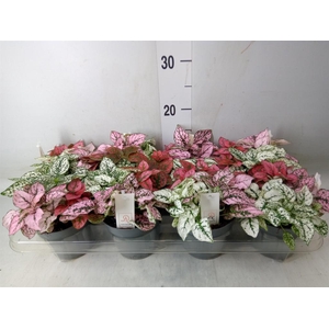 Hypoestes phyllo.   ...mix