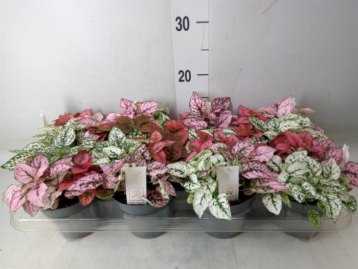 <h4>Hypoestes phyllo.   ...mix</h4>