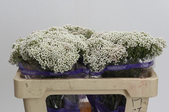 <h4>Ozothamnus Cooks Snow White</h4>