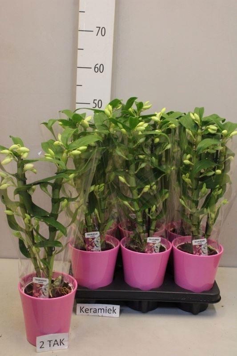 <h4>ARR ORCHIDEE</h4>