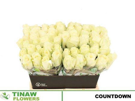 <h4>R Gr Countdown!</h4>