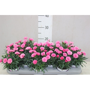 Dianthus I Love U